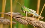 规模蝗虫再次来袭 杀虫界“明星”生物农药放大招