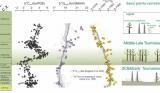 <p>种子植物的辐射可能是触发晚古生代冰期直接原因</p>
