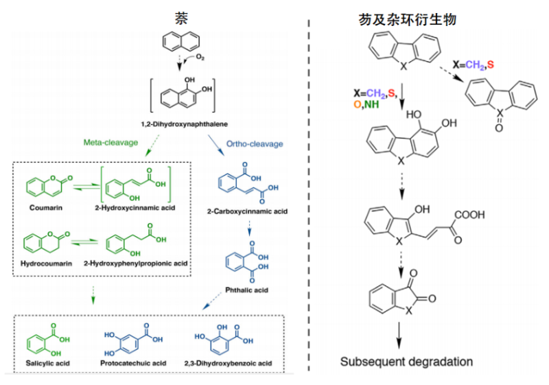 图1.解氢芽孢杆菌N12代谢萘、芴及其杂环化合物的途径（Qiu et al., 2022）