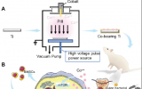 科学家用等离子体造出钴离子复合材料 无需抗生素也能加速骨修复
